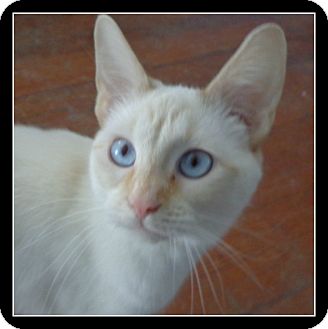 Siamese Cat for Sale in Bedford, Virginia - Michaela FIV+ Siamese Cat for Sale in Bedford, Virginia - Michaela FIV+