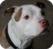 American Pit Bull Terrier Mix Dog for Sale in North Middletown, New Jersey - Tofu American Pit Bull Terrier Mix Dog for Sale in North Middletown, New Jersey - Tofu