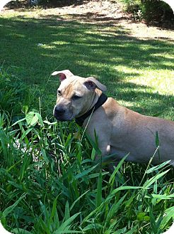 American Pit Bull Terrier/Boxer Mix Puppy for Sale in Atlanta, Georgia - Lilli American Pit Bull Terrier/Boxer Mix Puppy for Sale in Atlanta, Georgia - Lilli