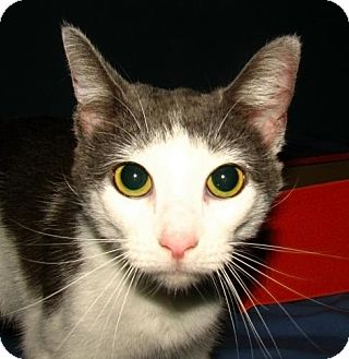 Domestic Shorthair Cat for Sale in Oxford, New York - Avery Domestic Shorthair Cat for Sale in Oxford, New York - Avery