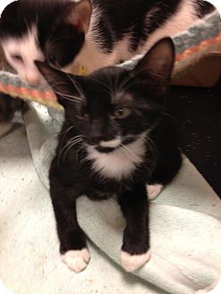 Domestic Shorthair Kitten for Sale in Fort Lauderdale, Florida - Lila Domestic Shorthair Kitten for Sale in Fort Lauderdale, Florida - Lila