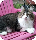 Domestic Mediumhair Cat for Sale in Anchorage, Alaska - Paige Domestic Mediumhair Cat for Sale in Anchorage, Alaska - Paige