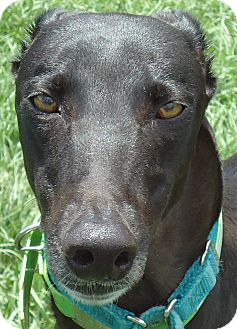 Greyhound Dog for Sale in Longwood, Florida - Kiowa Ty Tipps Greyhound Dog for Sale in Longwood, Florida - Kiowa Ty Tipps