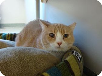 Domestic Shorthair Cat for Sale in Gainesville, Florida - Henrietta Domestic Shorthair Cat for Sale in Gainesville, Florida - Henrietta