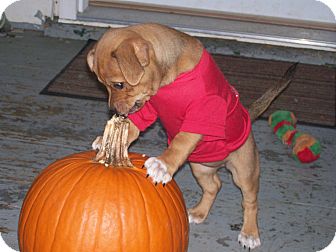 Dachshund/Chihuahua Mix Puppy for Sale in Bedford, Virginia - Gypsy Dachshund/Chihuahua Mix Puppy for Sale in Bedford, Virginia - Gypsy