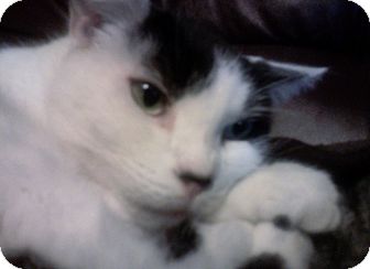 Domestic Shorthair Cat for Sale in Summerville, South Carolina - Spunky Baby Domestic Shorthair Cat for Sale in Summerville, South Carolina - Spunky Baby