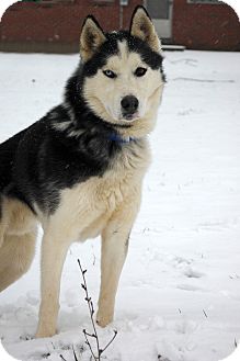 Husky Dog for Sale in London, Kentucky - Ike Husky Dog for Sale in London, Kentucky - Ike