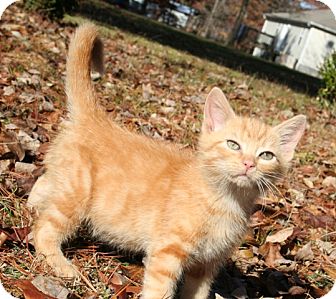 American Shorthair Kitten for Sale in Hagerstown, Maryland - Stimpy American Shorthair Kitten for Sale in Hagerstown, Maryland - Stimpy