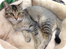 Domestic Shorthair Cat for Sale in Modesto, California - Sarah Domestic Shorthair Cat for Sale in Modesto, California - Sarah