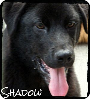 Labrador Retriever Mix Puppy for Sale in shelton, Connecticut - Shadow *Reduced Adoption Fee* Labrador Retriever Mix Puppy for Sale in shelton, Connecticut - Shadow *Reduced Adoption Fee*
