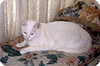 Domestic Shorthair Cat for Sale in Laguna Woods, California - Skye Domestic Shorthair Cat for Sale in Laguna Woods, California - Skye