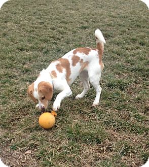 Beagle/Spaniel (Unknown Type) Mix Puppy for Sale in Stephens City, Virginia - Emilie Beagle/Spaniel (Unknown Type) Mix Puppy for Sale in Stephens City, Virginia - Emilie