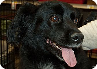 Spaniel (Unknown Type) Mix Dog for Sale in Richmond, Virginia - Mitzi and Pepper Spaniel (Unknown Type) Mix Dog for Sale in Richmond, Virginia - Mitzi and Pepper
