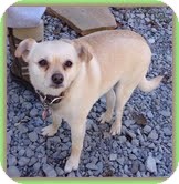 Chihuahua Mix Dog for Sale in Hagerstown, Maryland - Clarice (URGENT) Chihuahua Mix Dog for Sale in Hagerstown, Maryland - Clarice (URGENT)