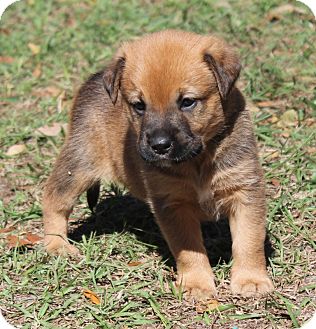 Shepherd (Unknown Type) Mix Puppy for Sale in Oldsmar, Florida - CRISBY Shepherd (Unknown Type) Mix Puppy for Sale in Oldsmar, Florida - CRISBY