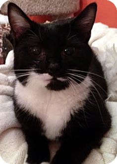 Domestic Mediumhair Kitten for Sale in Alexandria, Virginia - Peach Domestic Mediumhair Kitten for Sale in Alexandria, Virginia - Peach
