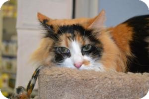 Domestic Longhair Cat for Sale in Gilbert, Arizona - Dazzle Domestic Longhair Cat for Sale in Gilbert, Arizona - Dazzle