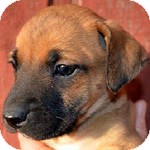 Boxer/Labrador Retriever Mix Puppy for Sale in Manchester, Connecticut - Nelly ADOPTION PENDING Boxer/Labrador Retriever Mix Puppy for Sale in Manchester, Connecticut - Nelly ADOPTION PENDING