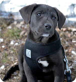 Labrador Retriever Mix Puppy for Sale in Mt. Prospect, Illinois - Tyler Labrador Retriever Mix Puppy for Sale in Mt. Prospect, Illinois - Tyler