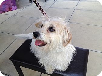 Westie, West Highland White Terrier/Norwich Terrier Mix Dog for Sale in Van Nuys, California - Goldie Westie, West Highland White Terrier/Norwich Terrier Mix Dog for Sale in Van Nuys, California - Goldie