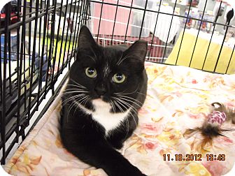 Domestic Shorthair Kitten for Sale in Riverside, Rhode Island - Frida Domestic Shorthair Kitten for Sale in Riverside, Rhode Island - Frida