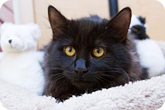 Domestic Longhair Kitten for Sale in Irvine, California - Ponyboy Domestic Longhair Kitten for Sale in Irvine, California - Ponyboy