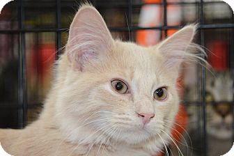 Maine Coon Kitten for Sale in Harrisburg, North Carolina - Tango Maine Coon Kitten for Sale in Harrisburg, North Carolina - Tango