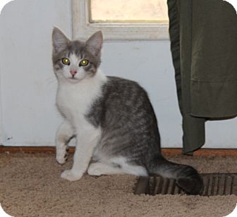 American Shorthair Kitten for Sale in Foster, Rhode Island - Harold American Shorthair Kitten for Sale in Foster, Rhode Island - Harold