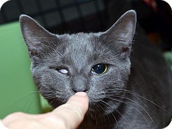 Russian Blue Cat for Sale in Brooklyn, New York - Winky Russian Blue Cat for Sale in Brooklyn, New York - Winky