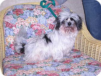 Shih Tzu Dog for Sale in New Castle, Pennsylvania - Shih Tzu Dog for Sale in New Castle, Pennsylvania -