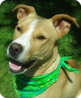 Labrador Retriever/American Pit Bull Terrier Mix Dog for Sale in El Cajon, California - Zack Labrador Retriever/American Pit Bull Terrier Mix Dog for Sale in El Cajon, California - Zack