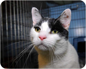 Oriental Cat for Sale in New York, New York - Homer Oriental Cat for Sale in New York, New York - Homer