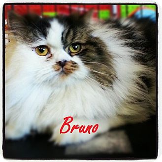 Persian Cat for Sale in Beverly Hills, California - Bruno Persian Cat for Sale in Beverly Hills, California - Bruno