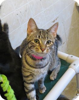 Domestic Shorthair Cat for Sale in Geneseo, Illinois - Jovey Domestic Shorthair Cat for Sale in Geneseo, Illinois - Jovey