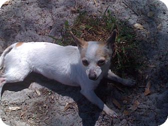 Chihuahua Dog for Sale in Orlando, Florida - Tulip Chihuahua Dog for Sale in Orlando, Florida - Tulip