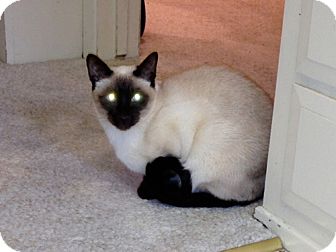 Siamese Cat for Sale in Laguna Woods, California - KoKo and Roxy Siamese Cat for Sale in Laguna Woods, California - KoKo and Roxy