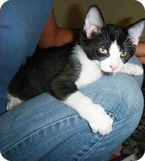 Domestic Shorthair Kitten for Sale in Fairborn, Ohio - Baby Charles-Diamond Litter Domestic Shorthair Kitten for Sale in Fairborn, Ohio - Baby Charles-Diamond Litter