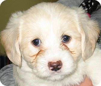 Shih Tzu/Poodle (Miniature) Mix Puppy for Sale in Thousand Oaks, California - Simba Shih Tzu/Poodle (Miniature) Mix Puppy for Sale in Thousand Oaks, California - Simba