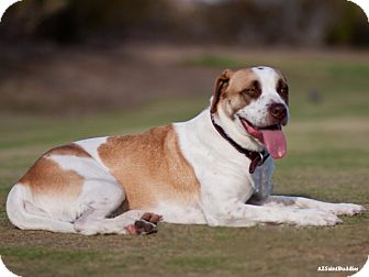 Beagle/Terrier (Unknown Type, Medium) Mix Dog for Sale in Glendale, Arizona - Violet Beagle/Terrier (Unknown Type, Medium) Mix Dog for Sale in Glendale, Arizona - Violet
