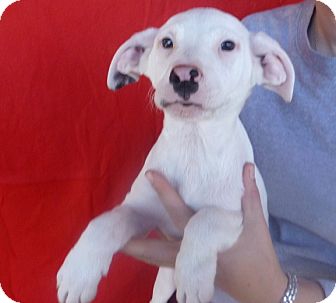 Labrador Retriever Mix Puppy for Sale in Oviedo, Florida - Jerry Labrador Retriever Mix Puppy for Sale in Oviedo, Florida - Jerry