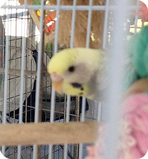 Parakeet - Other for Sale in Punta Gorda, Florida - Missi Parakeet - Other for Sale in Punta Gorda, Florida - Missi
