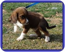 Beagle Mix Puppy for Sale in Plainfield, Connecticut - Zues Beagle Mix Puppy for Sale in Plainfield, Connecticut - Zues