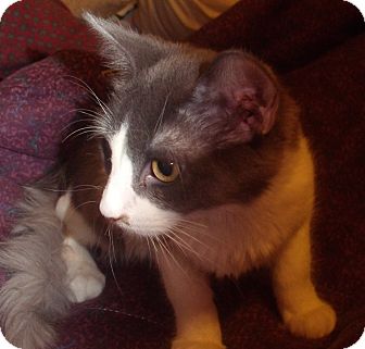 Domestic Shorthair Kitten for Sale in Porter, Texas - Dash Domestic Shorthair Kitten for Sale in Porter, Texas - Dash