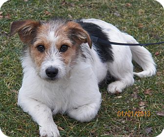 Jack Russell Terrier/Terrier (Unknown Type, Small) Mix Dog for Sale in Sussex, New Jersey - Snuggles Jack Russell Terrier/Terrier (Unknown Type, Small) Mix Dog for Sale in Sussex, New Jersey - Snuggles