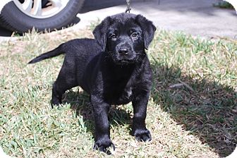 Labrador Retriever/German Shepherd Dog Mix Puppy for Sale in Minneola, Florida - Angus Labrador Retriever/German Shepherd Dog Mix Puppy for Sale in Minneola, Florida - Angus