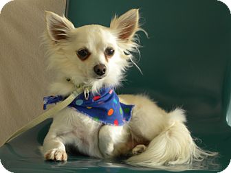 Chihuahua Dog for Sale in Princeton, Kentucky - Carlos Santana Chihuahua Dog for Sale in Princeton, Kentucky - Carlos Santana