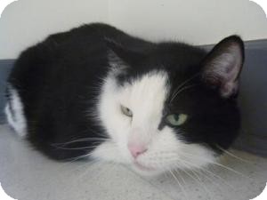Domestic Shorthair Cat for Sale in Milwaukee, Wisconsin - Arnie Domestic Shorthair Cat for Sale in Milwaukee, Wisconsin - Arnie