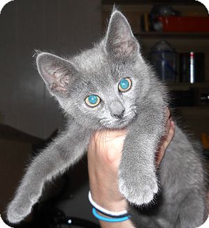 Domestic Shorthair Kitten for Sale in Temple, Pennsylvania - Squeak Domestic Shorthair Kitten for Sale in Temple, Pennsylvania - Squeak