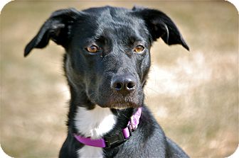 Labrador Retriever/Border Collie Mix Dog for Sale in Meridian, Idaho - Mandy Labrador Retriever/Border Collie Mix Dog for Sale in Meridian, Idaho - Mandy