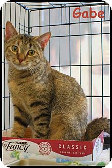 Domestic Shorthair Cat for Sale in Merrifield, Virginia - Gabe Domestic Shorthair Cat for Sale in Merrifield, Virginia - Gabe